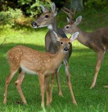 Deer Jigsaw Puzzle截图1