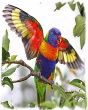 Colorful Parrot Puzzle截图4