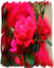 Red Flowers Puzzle截图3