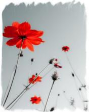 Red Flowers Puzzle截图2