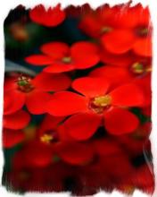 Red Flowers Puzzle截图4