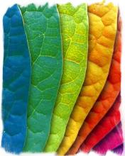 Leaf Puzzle截图4