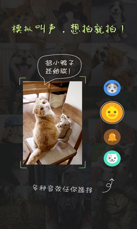萌宠相机截图2