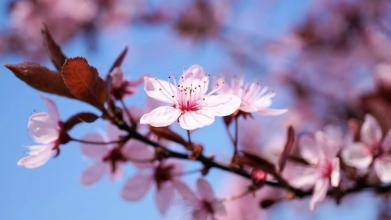 Alluring Spring Jigsaw Puzzles截图2