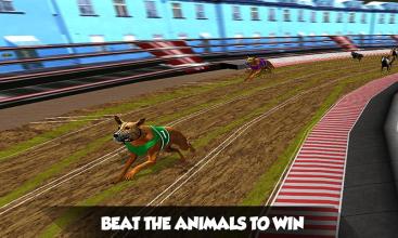 Crazy Real Dog Race Greyhound Racing Game截图3