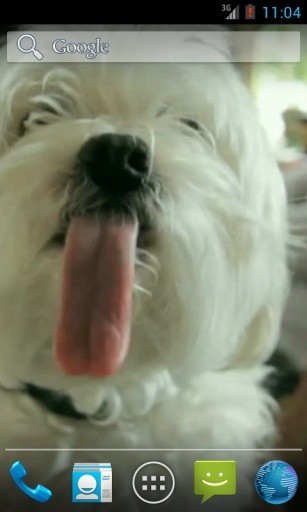 Puppy licking screen LWP Free截图1