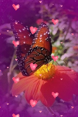 Butterfly Flower Hearts Live Wallpaper截图2