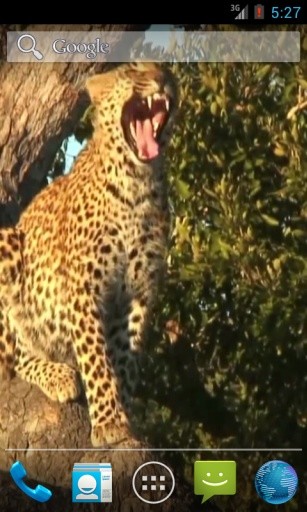 Leopard Video Wallpaper截图5