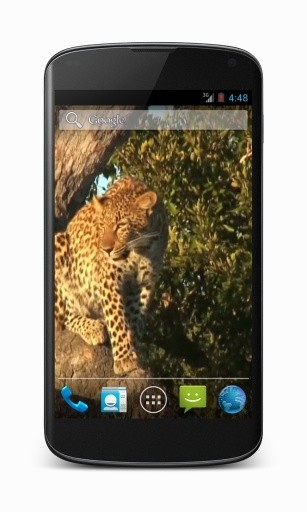 Leopard Video Wallpaper截图2