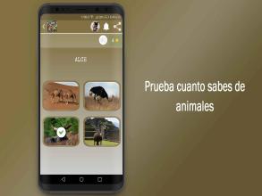 Adivinanzas de Animales Quiz Juego Gratis截图3