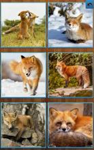 Fox Jigsaw Puzzles截图1