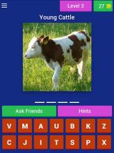 Animal Name: Male, Female, & Young (Animal Game)截图3