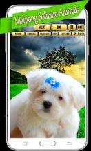 Mahjong Solitaire cute Animals 2018截图4