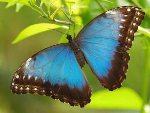 Butterfly Jigsaw Puzzle World截图1