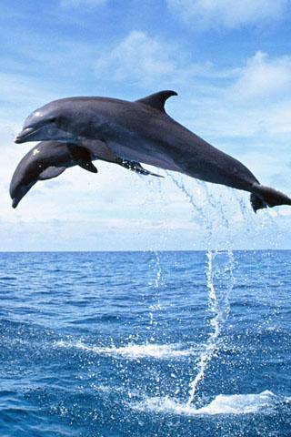 Dolphin Theme截图2