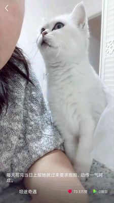 猫咪小视频截图2