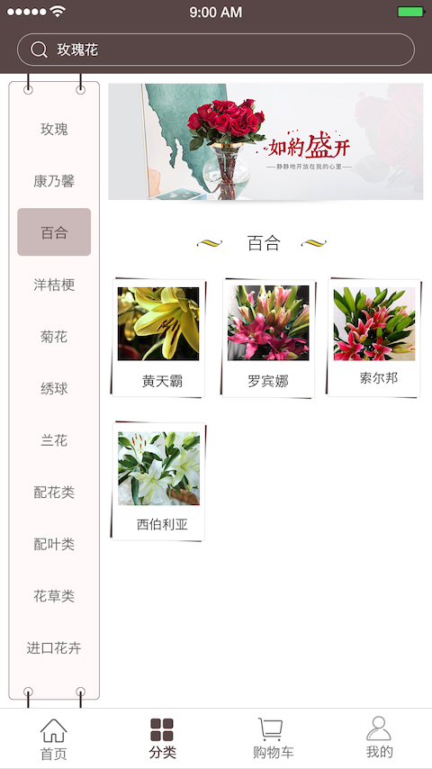 七彩云菊截图4