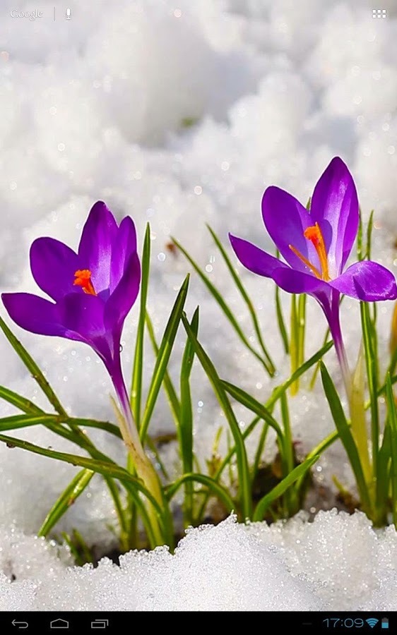 3D Crocus Flowers on Snow Free截图10