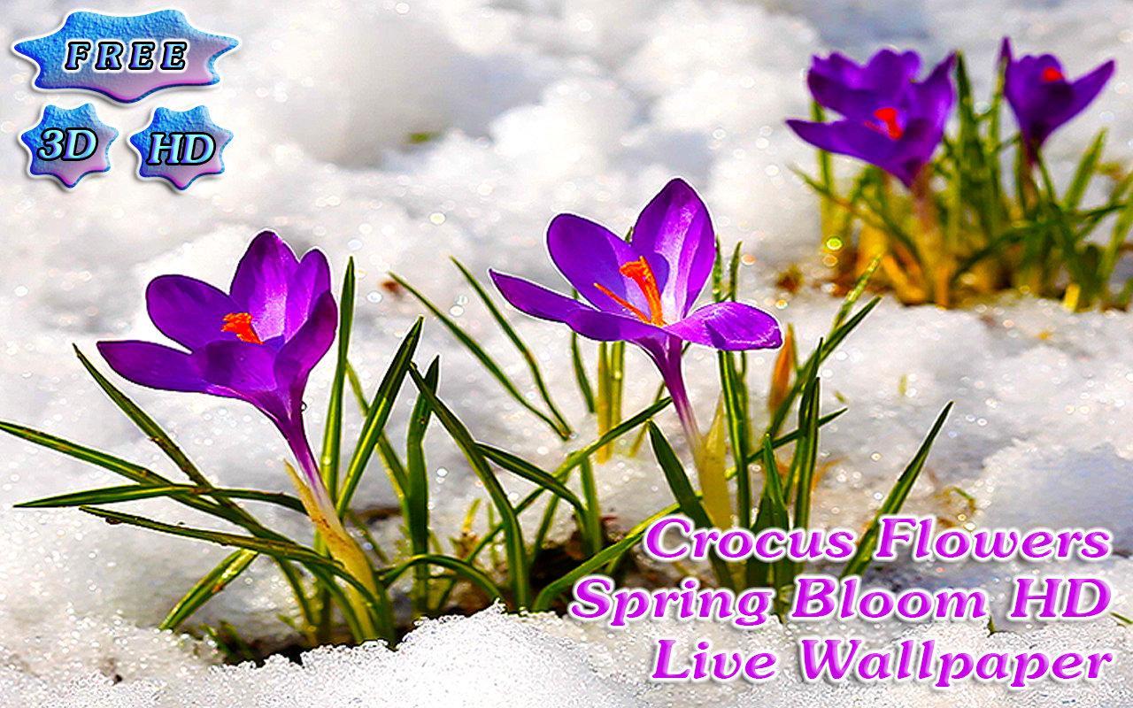 3D Crocus Flowers on Snow Free截图11