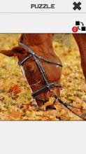 Horse Slide Puzzle截图4