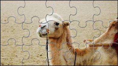 Camel Jigsaw Puzzles Game截图5