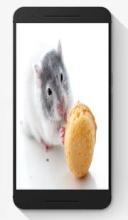 Hamster Puzzle Jigsaw Game截图4