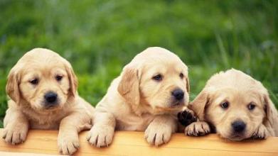 Cute Puppies Puzzle截图5