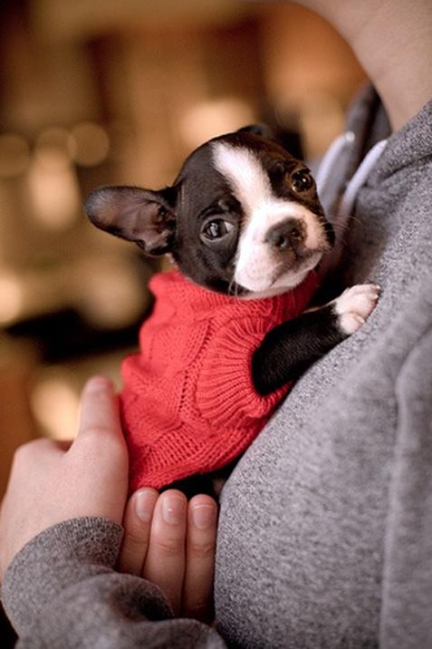 Boston Terrier Puzzle Game截图2