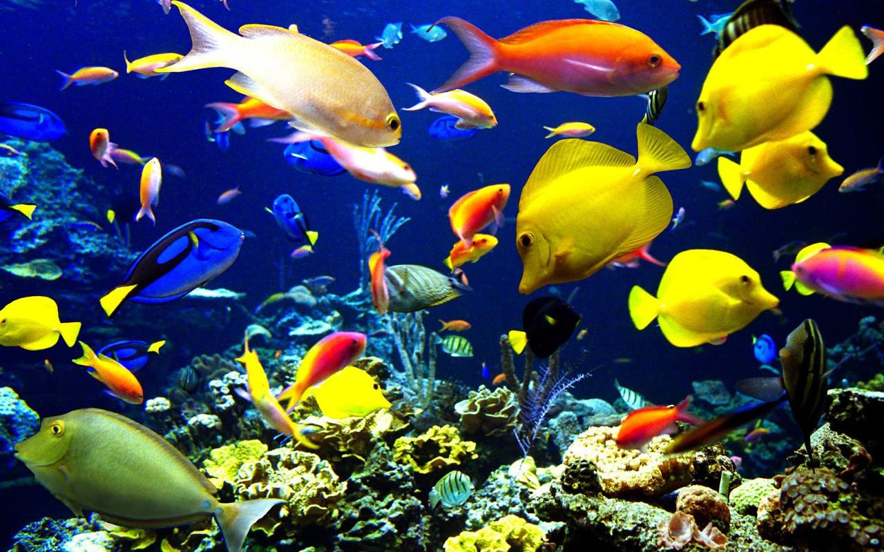 Yo Jigsaw Puzzle: Underwater截图1