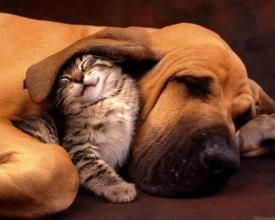 Puppy and Kitten Cute Jigsaw Puzzles截图2