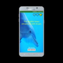 Dolphins Quiz截图2