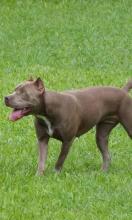 Pitbull Dogs Breed Jigsaw New Puzzles截图1