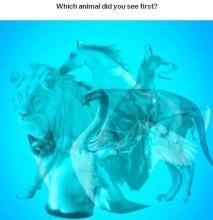 Test: Who is your magical animal?截图4