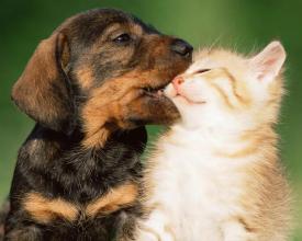 Puppy and Kitten Cute Jigsaw Puzzles截图1