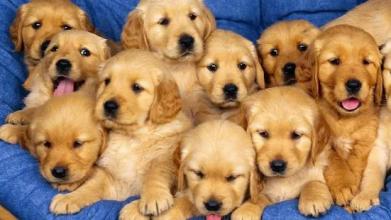 Cute Puppies Puzzle截图3