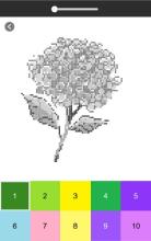 Flower Color By Number, Flower Coloring Book截图2