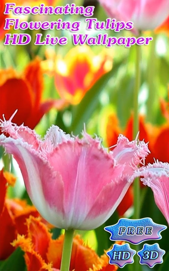 3D Fascinating Tulips Free截图9