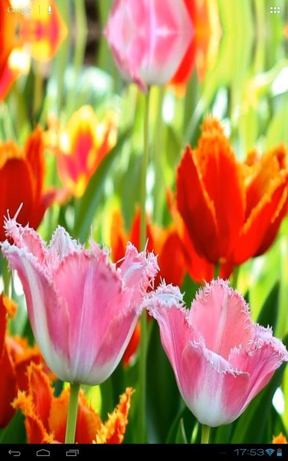 3D Fascinating Tulips Free截图10