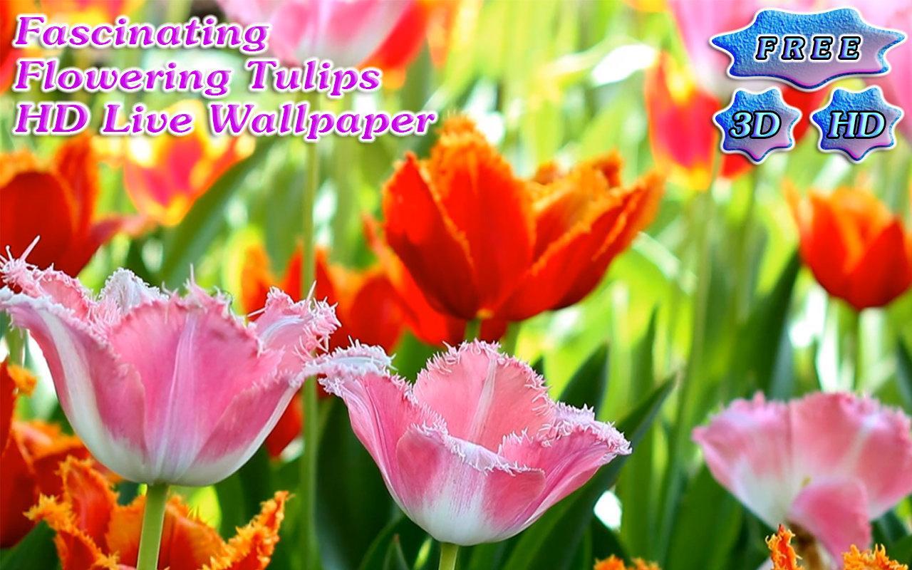 3D Fascinating Tulips Free截图5