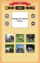 Horse Quiz截图1