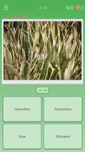 Guess the Plant (House, Garden)截图2