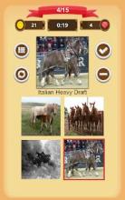 Horse Quiz截图3