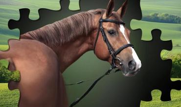 Horse Puzzle Game截图3