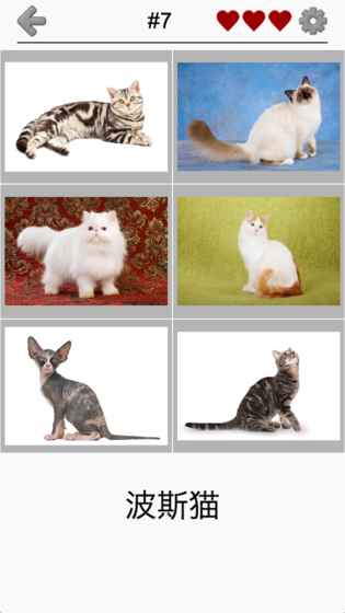 猫品种问答截图2