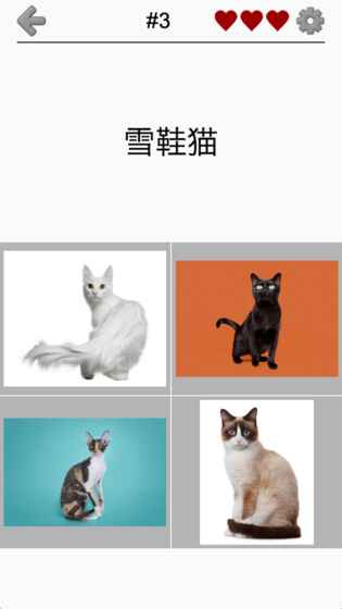 猫品种问答截图4