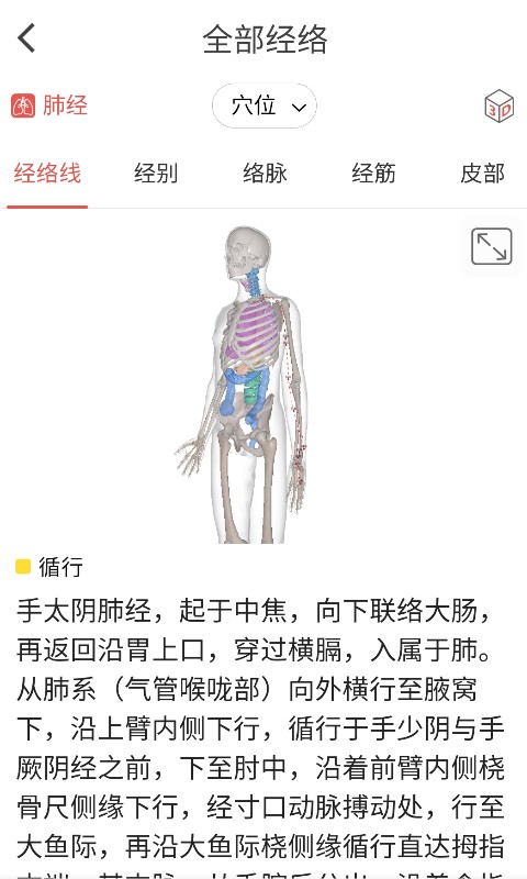 经络穴位3Dv1.0.0截图2