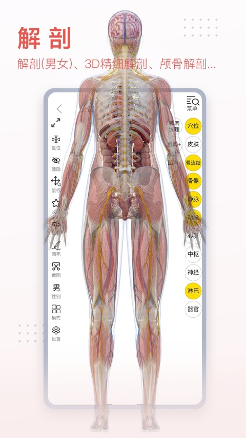 3Dbody解剖v8.5.60截图3