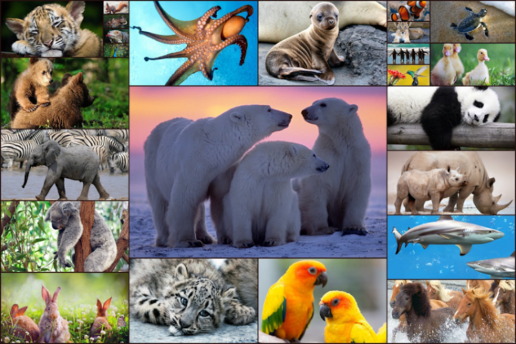 Animals Jigsaw Puzzles Kids *截图1