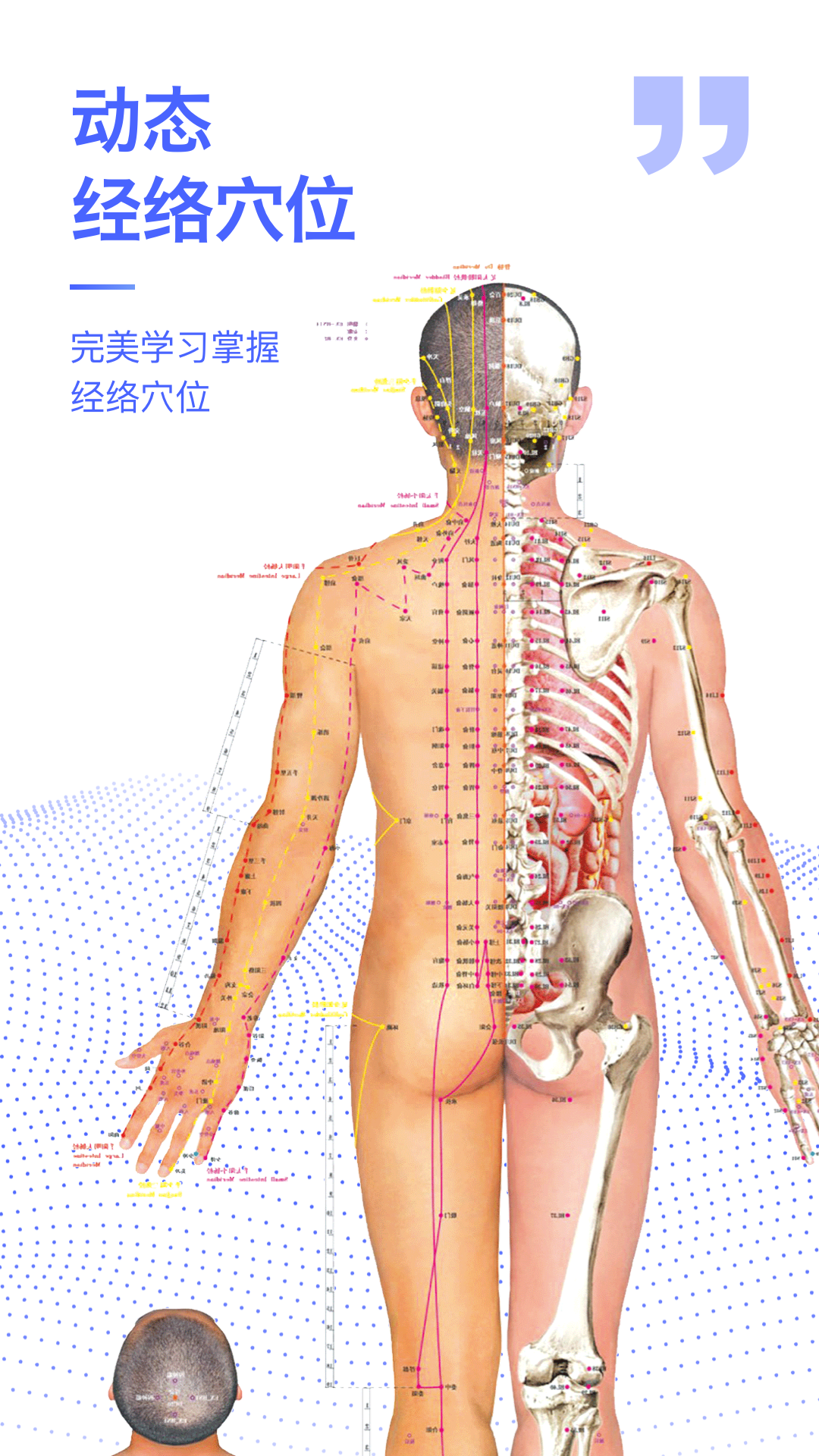 解剖学图谱截图3