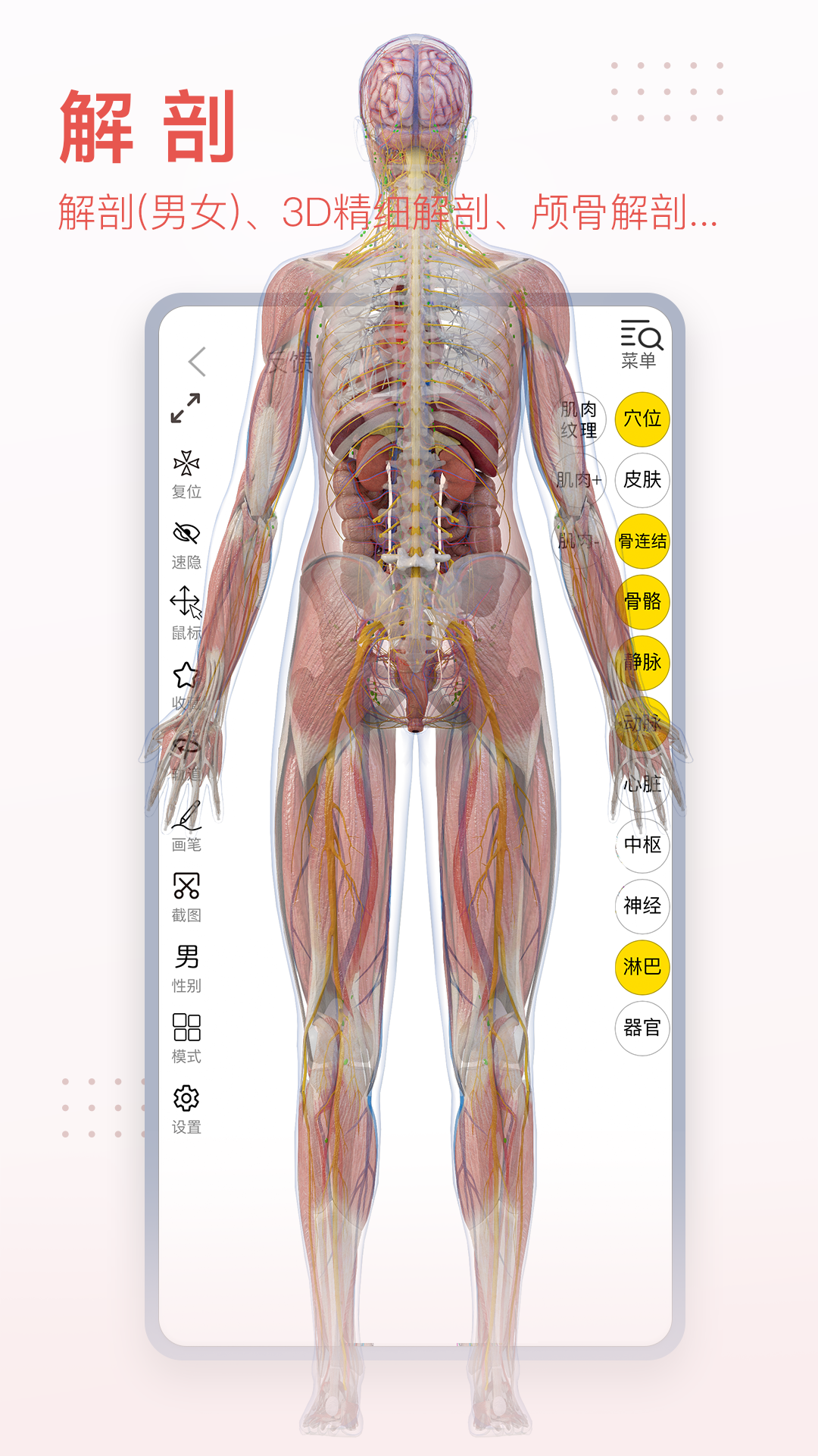 3Dbody解剖v8.7.70截图5